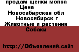 продам щенки мопса › Цена ­ 11 000 - Новосибирская обл., Новосибирск г. Животные и растения » Собаки   